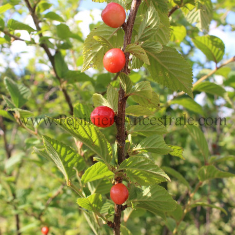 Cerisier Tomenteux Rouge