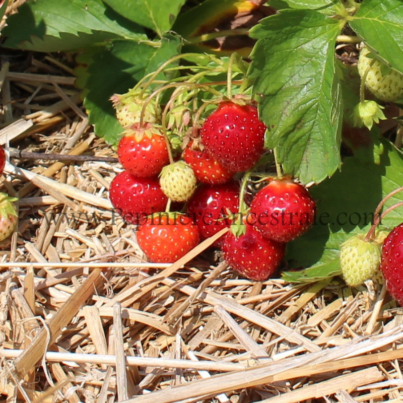 Fraisier Jewel (été)