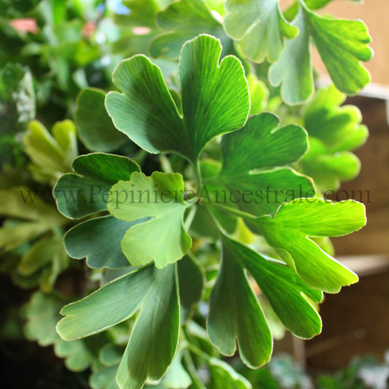 Ginkgo biloba