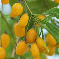 Goji Amber (jaune)