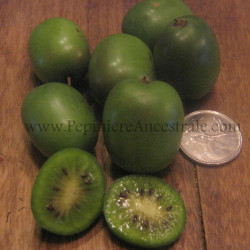 Kiwi Arguta Femelle Anna