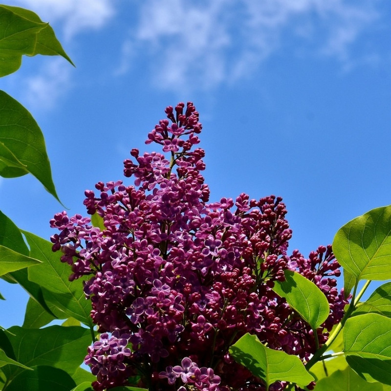 Lilas mauve - Pépinière Ancestrale