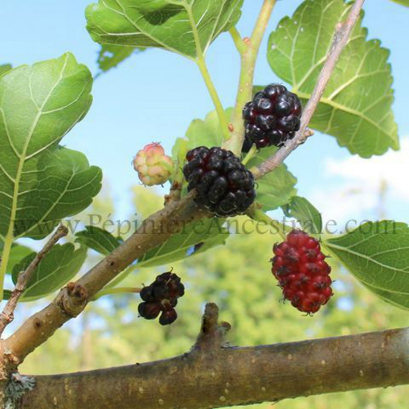 Mûrier Arbre