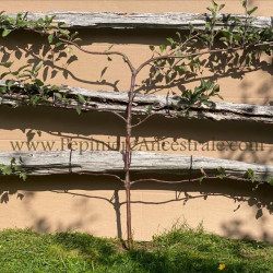 Poirier Asiatique en Espalier Multi-greffes