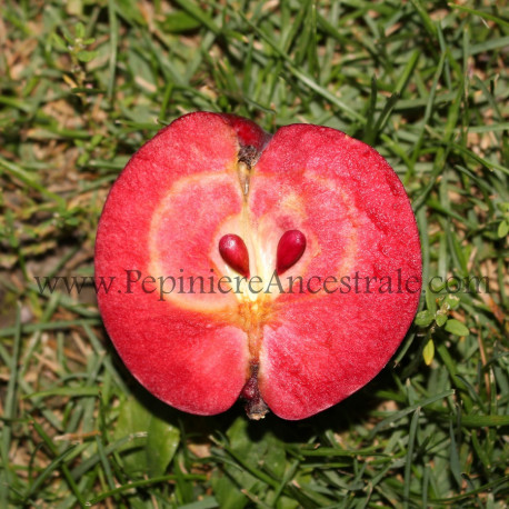 Pommier Geneva