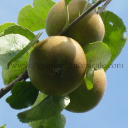 Pommier Golden Russet