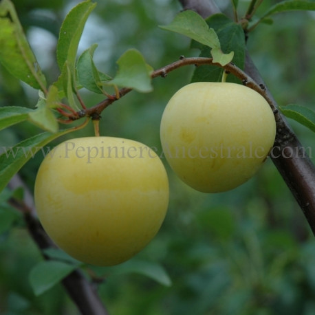 Prunier Early Golden