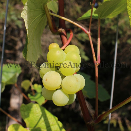 Vigne KayGray
