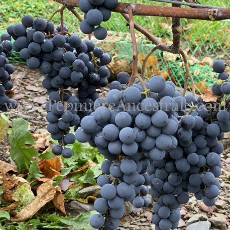 Vigne Radisson