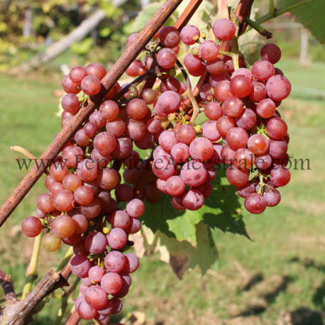 Vigne Somerset
