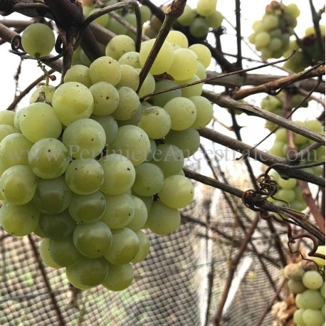 Vigne Swenson White 1 à 2 ans