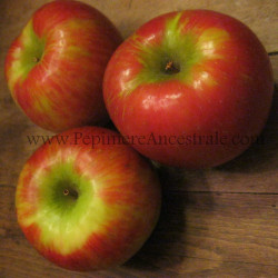 Pommier Honeycrisp