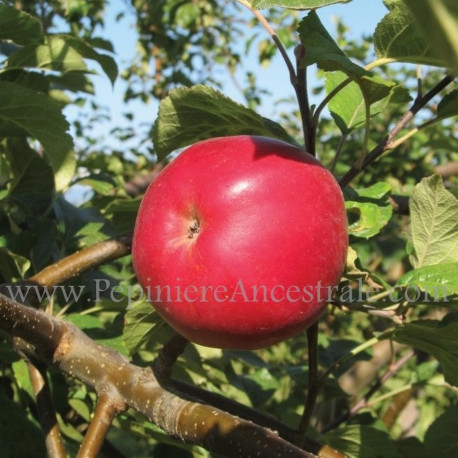 Pommier Belmac