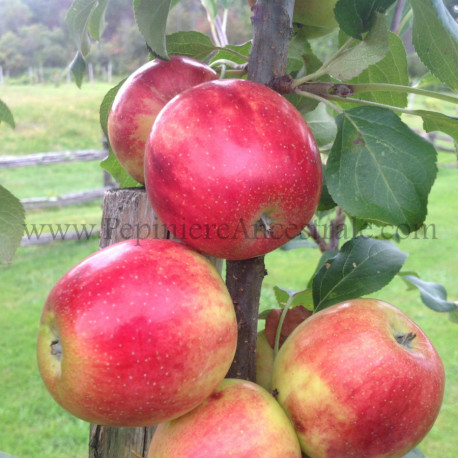 Pommier Norkent