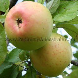 Pommier Brite Gold