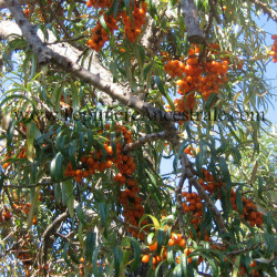 Argousier Femelle Orange Energie 1 à