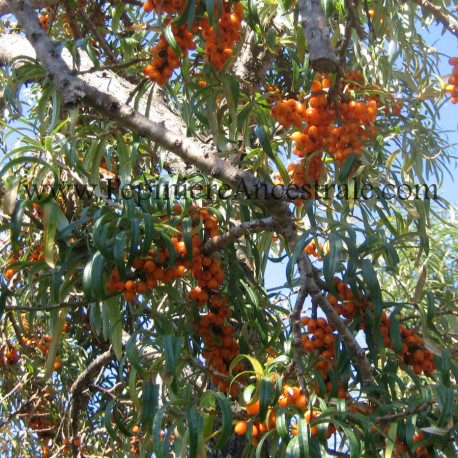Argousier Femelle Orange Energie