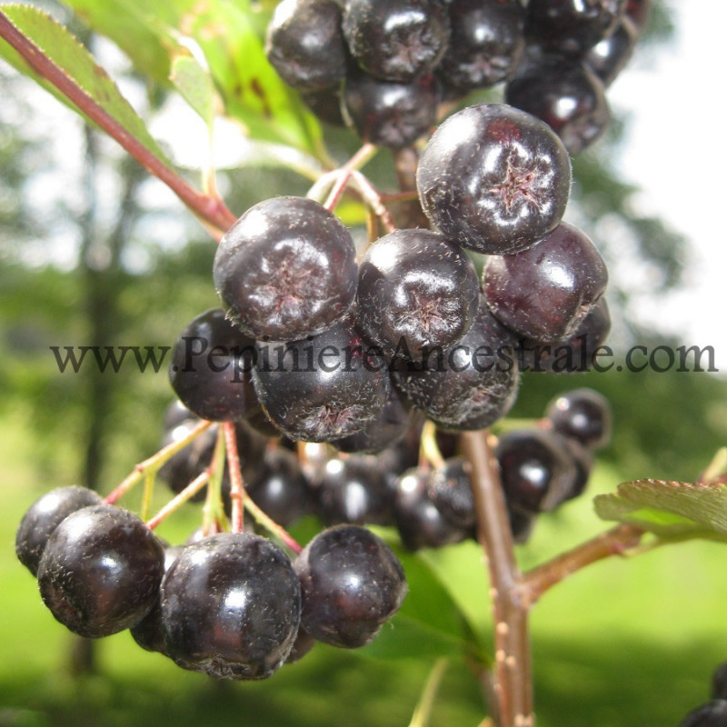 Aronia