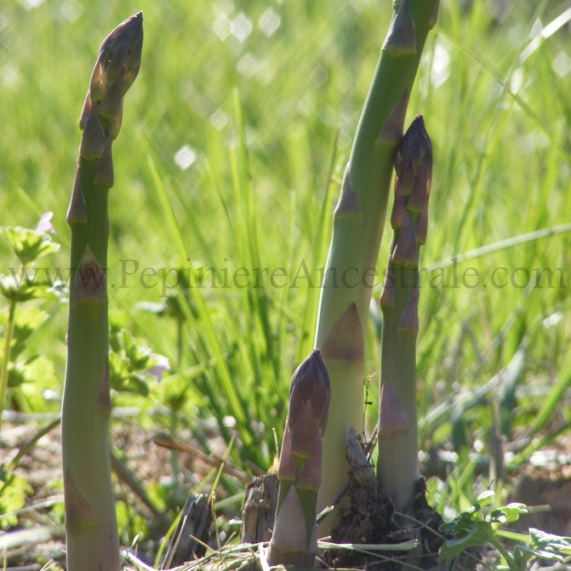 Asperge (griffes)