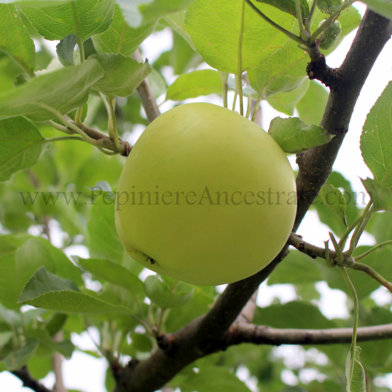 Pommier Yellow Transparent