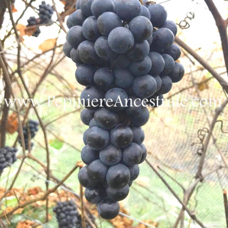 Vigne Montreal Blues