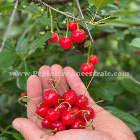 Cerisier Romeo