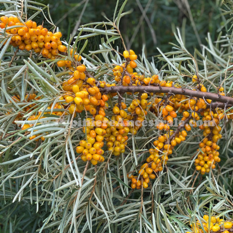 Argousier Femelle Botanica