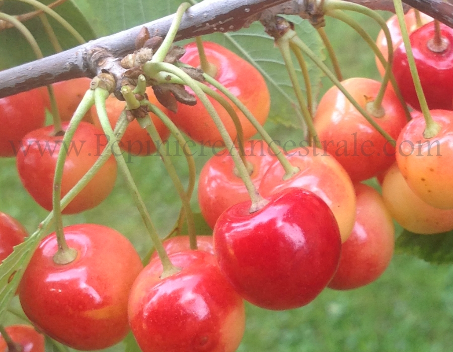 autres arbres a fruits