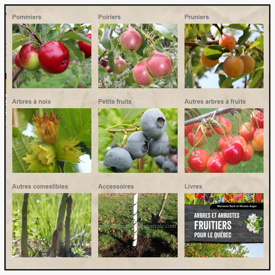 Arbres fruitiers : Tous les arbres fruitiers nains et standards