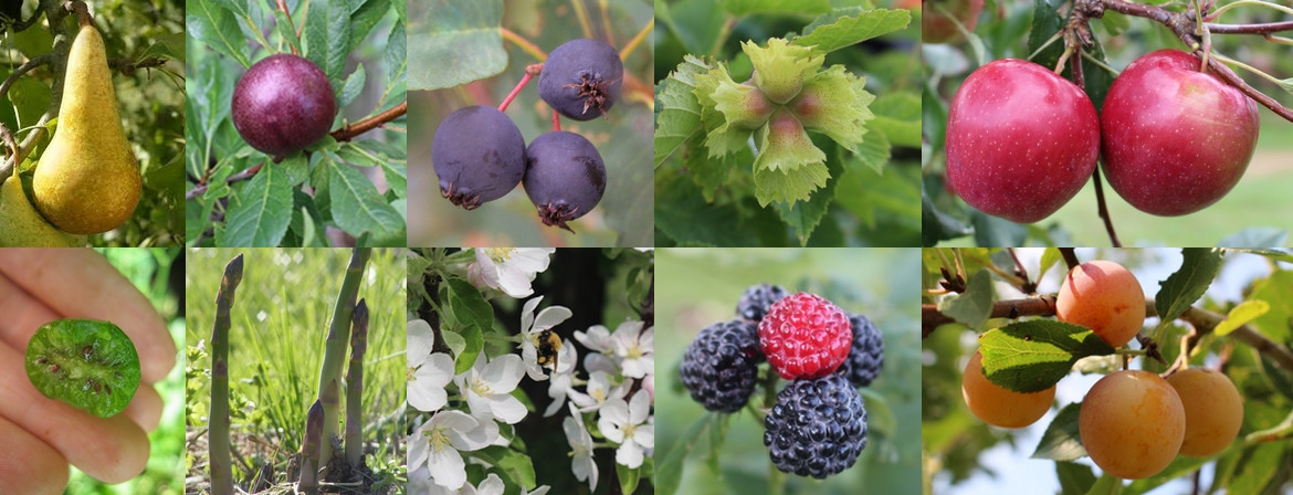 Boutique  Pépinière aux Arbres Fruitiers