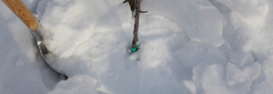 La croûte de glace : une lame de rasoir pour vos arbres?!